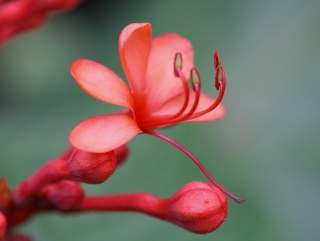 Clerodendrum speciosissimum. Fleur.