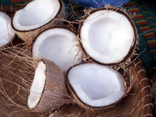 Cocos nucifera L.