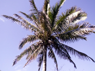 Cocos nucifera L. Cocotier. Noix de coco.