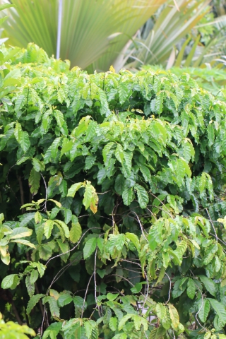 Coffea canephora Pierre ex A. Froehner.