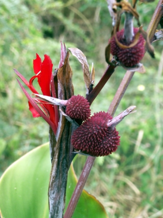 Canna indica. Fleur et fruit.