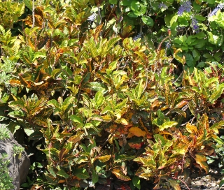 Codiaeum variegatum (L.) Rumph. ex A. Juss.