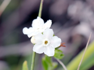 Cynoglossum borbonicum. Fleur blanche.