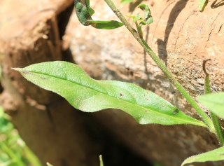Cynoglossum rochelia A. DC.