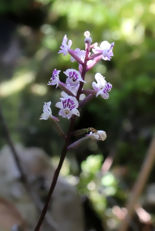 Cynorkis squamosa. Orchidée de La Réunion.
