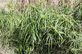 Cyperus involucratus Rottb.
