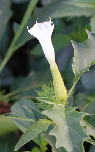 Fleur Datura stramonium.