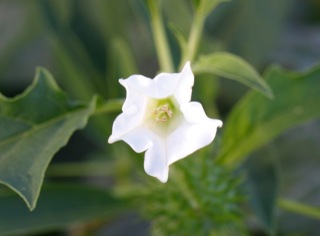 Datura stramonium. Fleur blanche.