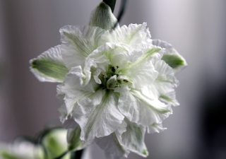 Fleur blanche Delphinium ambiguum L.