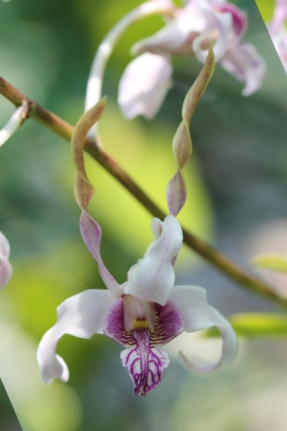 Dendrobium antennatum. Orchidée antilope.