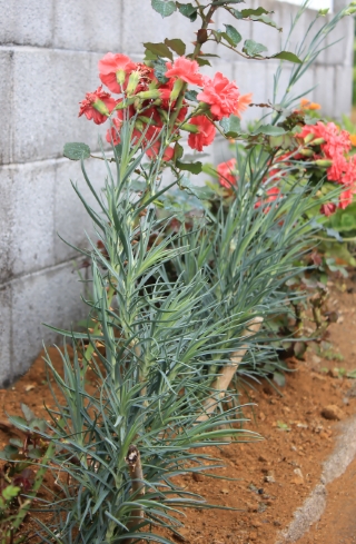 Dianthus caryophyllus L.