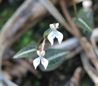 Disperis tripetaloides (Thouars) Lindl. Orchidée de La Réunion.