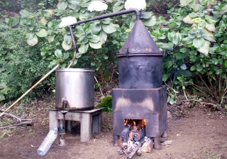 Alambic. Distillation du Géranium Rosat.
