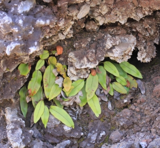 Elaphoglossum hybridum (Bory) Brack. var. vulcani (Lepervanche ex Fée) Christ.