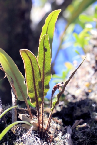 Elaphoglossum splendens (Bory ex Willd.) Brack.