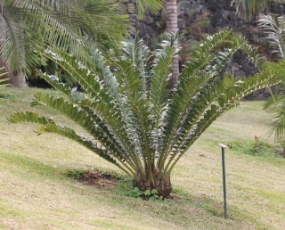 Encephalartos ferox G.Bertol.