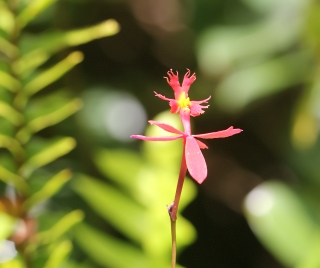 Epidendrum. Orchidée de La Réunion.