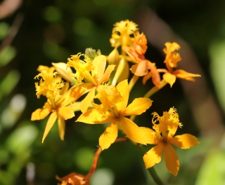 Epidendrum.