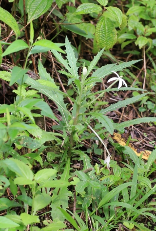 Hippobroma longiflora, Étoile de Bethléem.