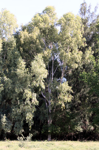 Eucalyptus tereticornis.