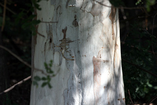 Tronc : Eucalyptus tereticornis.