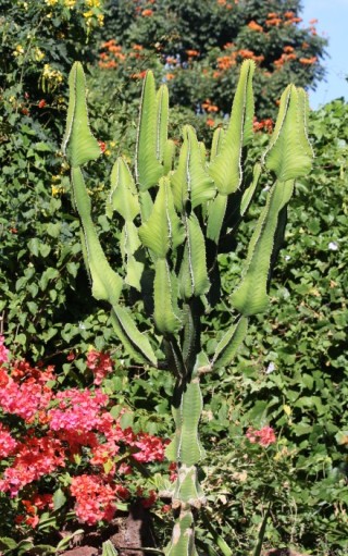Euphorbia cooperi N.E.Br. ex A.Berger.