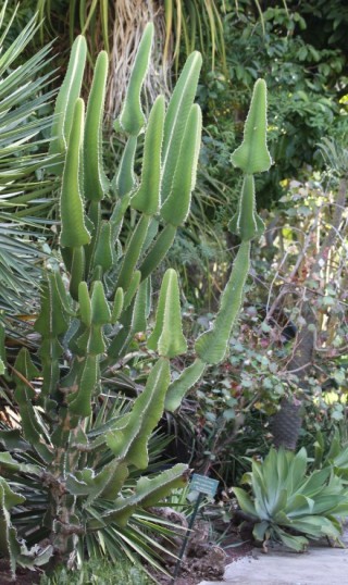 Euphorbia cooperi N.E.Br. ex A.Berger. Euphorbe candélabre.