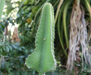 Euphorbia cooperi N.E.Br. ex A.Berger