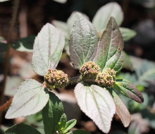 Euphorbia hirta L.