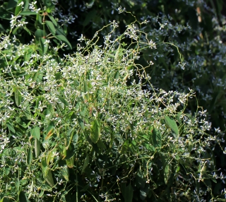 Euphorbia hypericifolia ‘Diamond Frost’.
