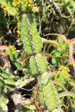 Euphorbia ingens E.Mey. ex Boiss.