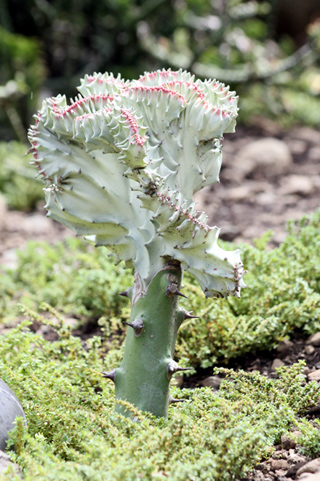 Euphorbia lactea cristata.