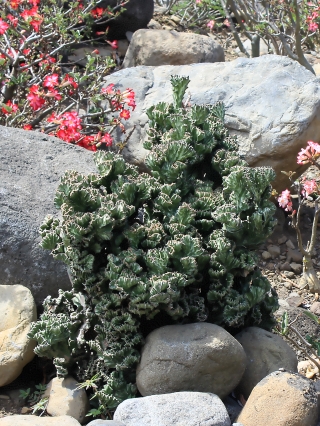 Euphorbia lactea f. cristata.