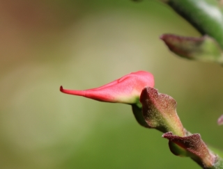 Fleur Euphorbia tithymaloides.