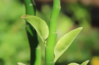 Tige et feuilles Euphorbia tithymaloides.