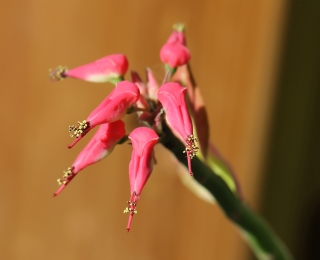 Euphorbia tithymaloides. Fleurs.