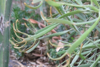 Euphorbia xylophylloides.