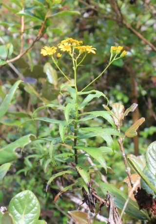 Faujasia salicifolia.