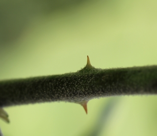 Solanum torvum SW. Épines.