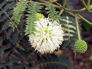 Leucaena leucocephala (Lam.) de Wit. Faux mimosa.