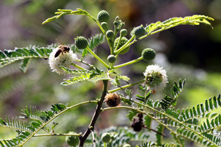 Leucaena leucocephala (Lam.) de Wit.