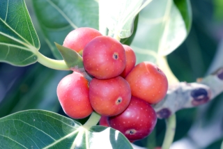 Fruit Ficus benghalensis, Banian.