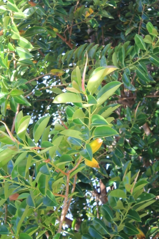 Ficus elastica Roxb. ex Hornem.