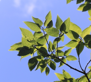 Ficus lateriflora, Figuier blanc.
