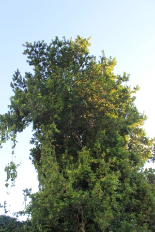Ficus reflexa Thunb.