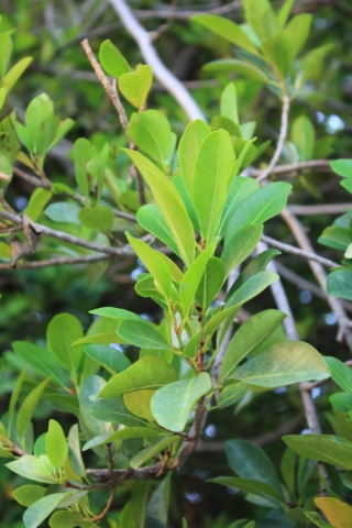 Ficus reflexa Thunb.