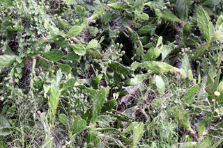 Opuntia ficus-indica (L.) Mill. Figuier de Barbarie.