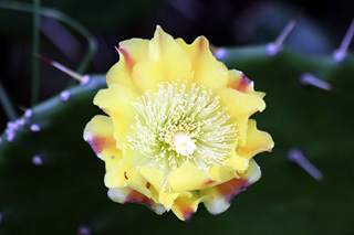 Opuntia ficus-indica.