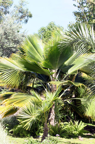 Pritchardia pacifica. Fiji Palm.