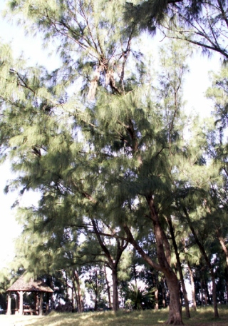 Casuarina equisetifolia L. Filao.